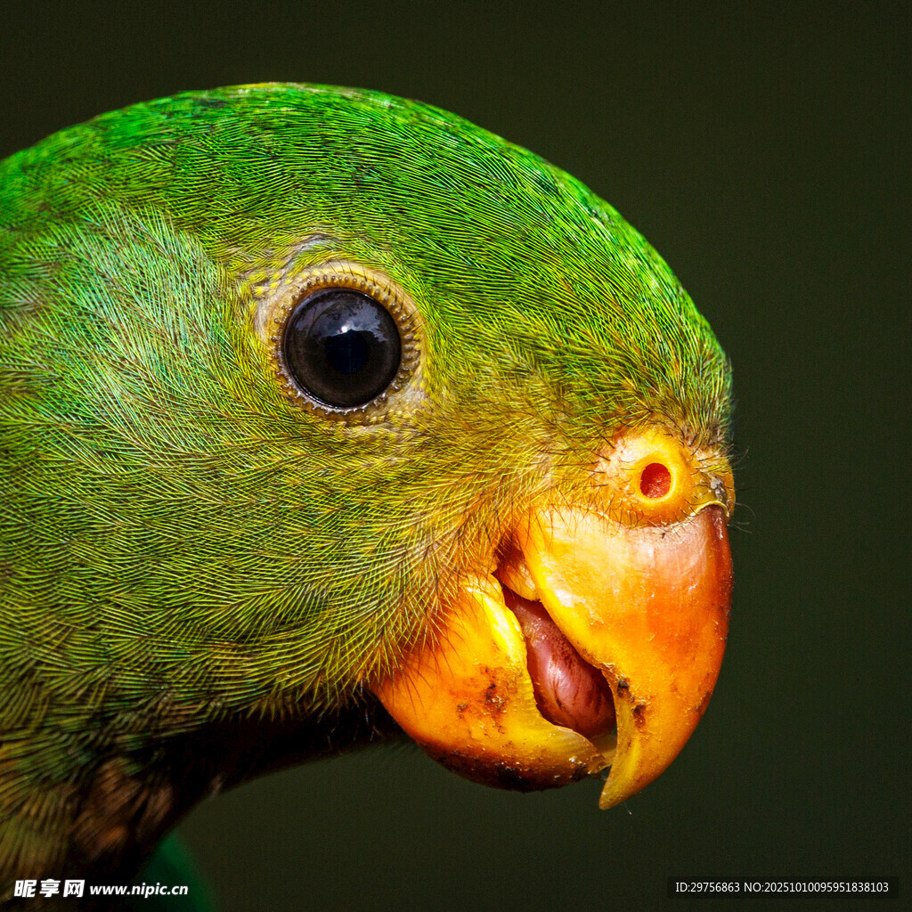 绿鹦鹉特写