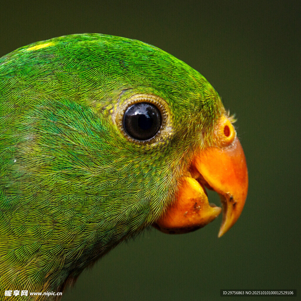 绿鹦鹉特写