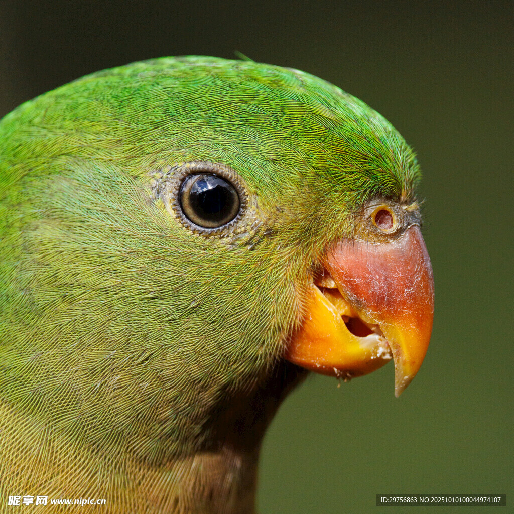 绿鹦鹉特写