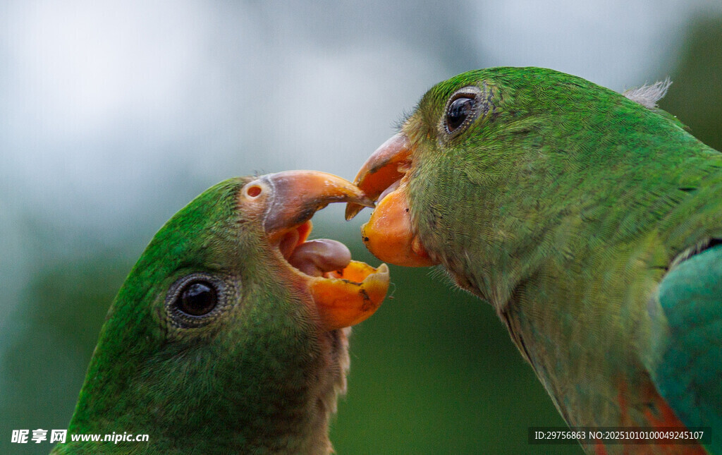 鹦鹉亲昵互动喂食画面