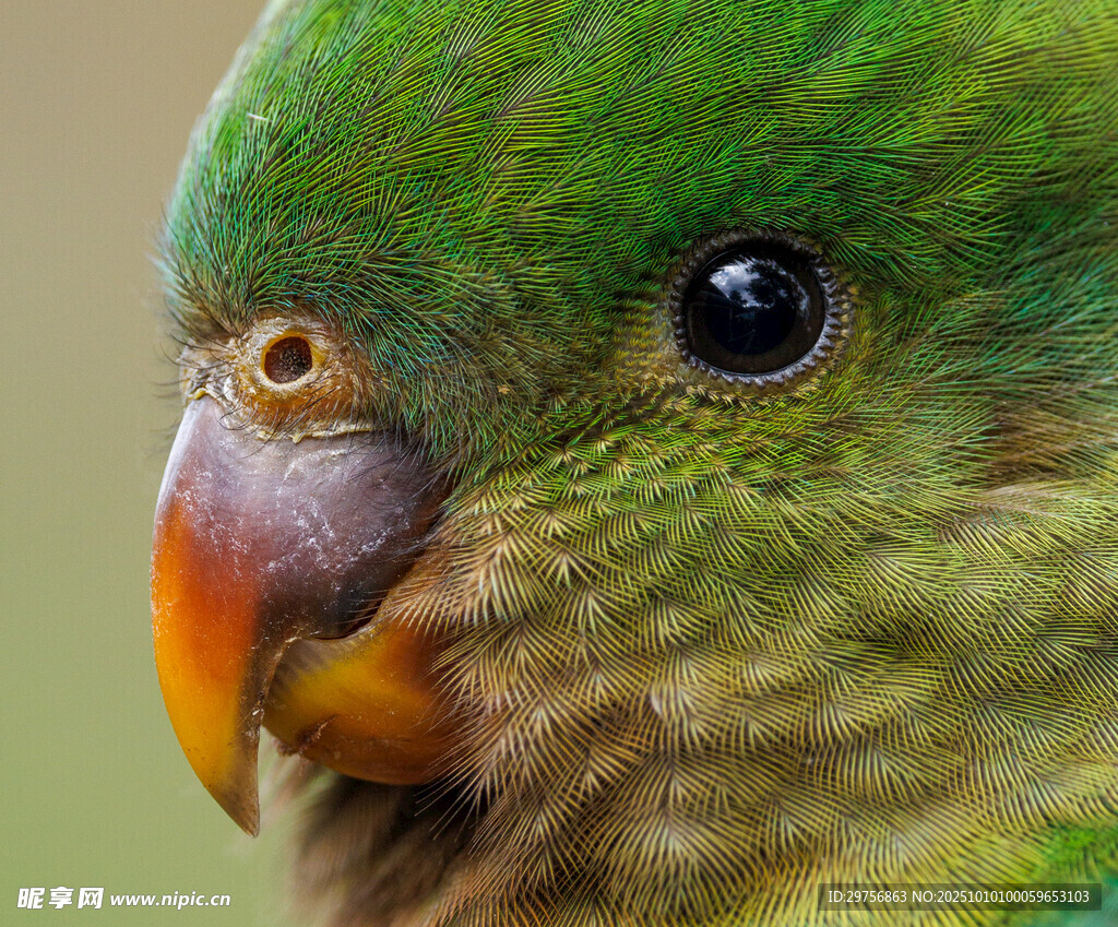 绿鹦鹉特写