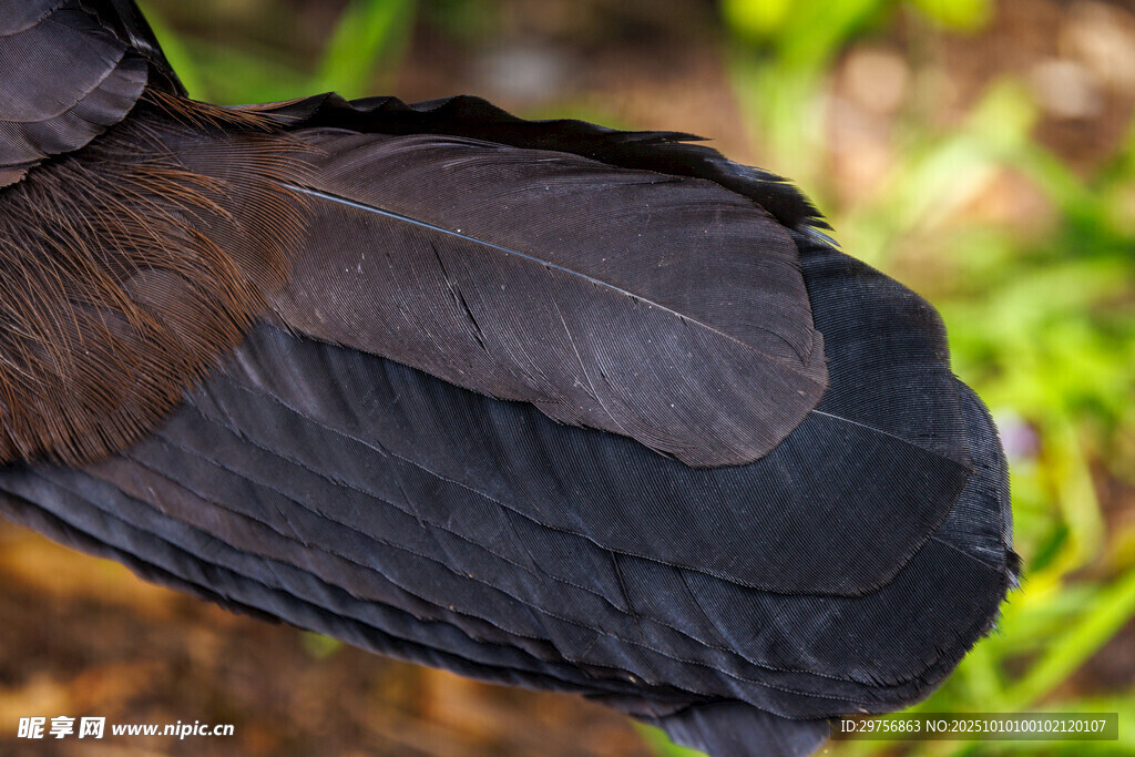 鸟类羽翼特写