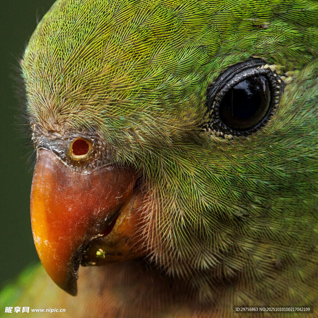 绿鹦鹉特写