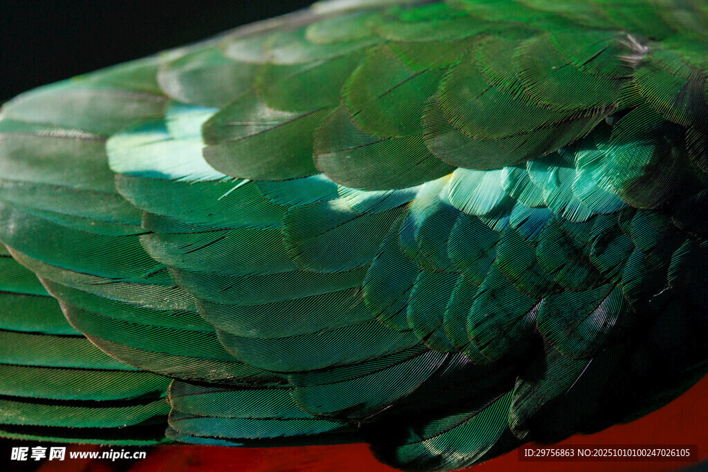 翠绿绚丽的鸟羽特写