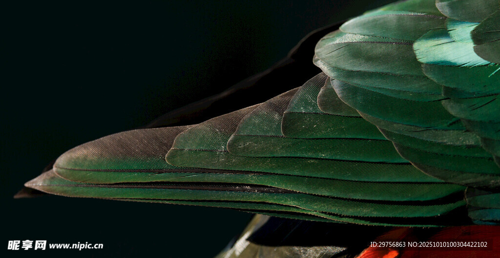 多彩抽象羽毛艺术图像