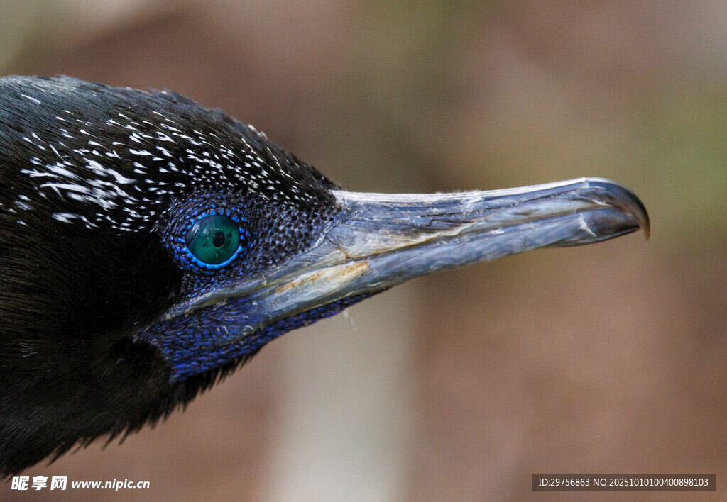 蓝眼黑鸟特写
