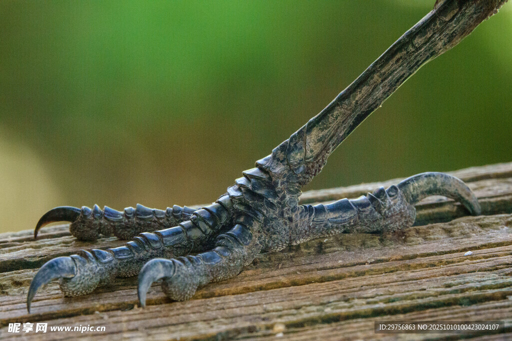 蜥蜴爪子特写