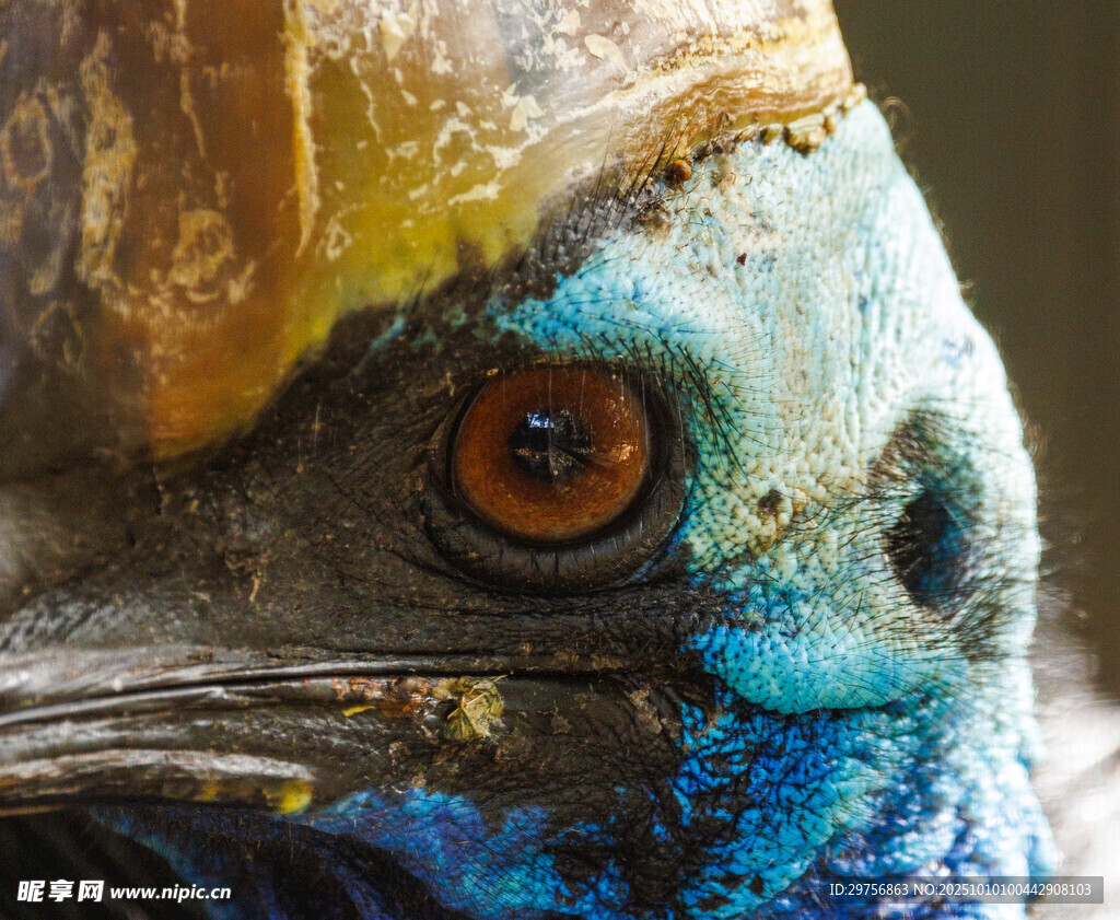 奇异蓝眼生物特写