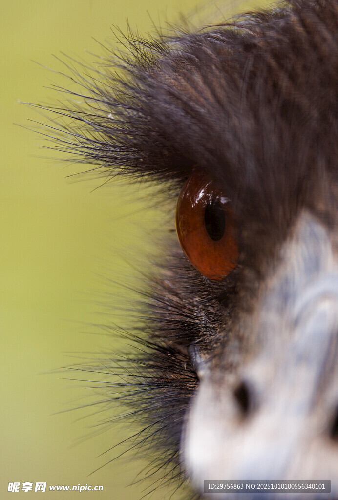 鸵鸟眼部特写