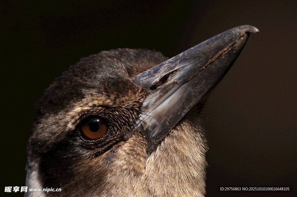 鸟的头部与尖喙