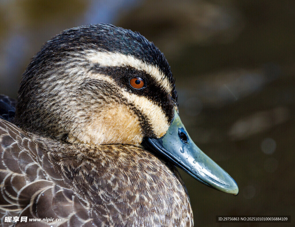 漂亮的鸭类头部