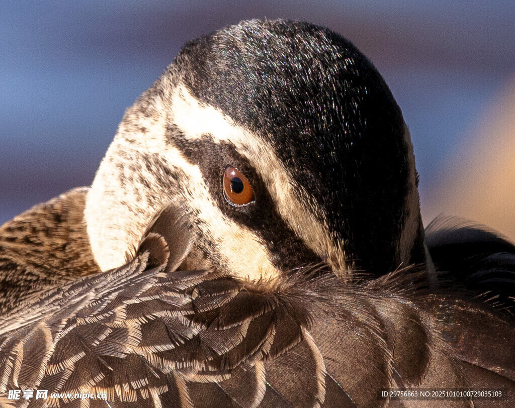 休憩中的独特斑纹水鸟