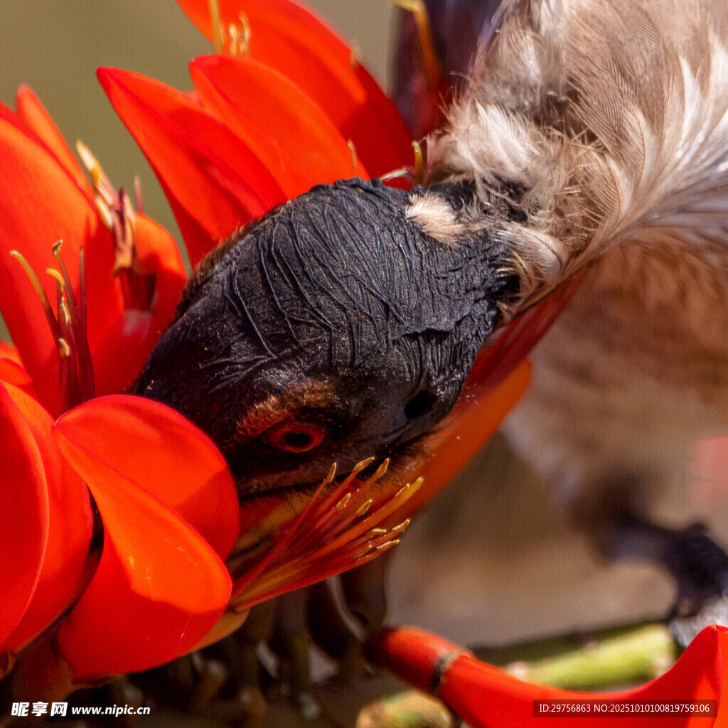 小鸟依偎红花中