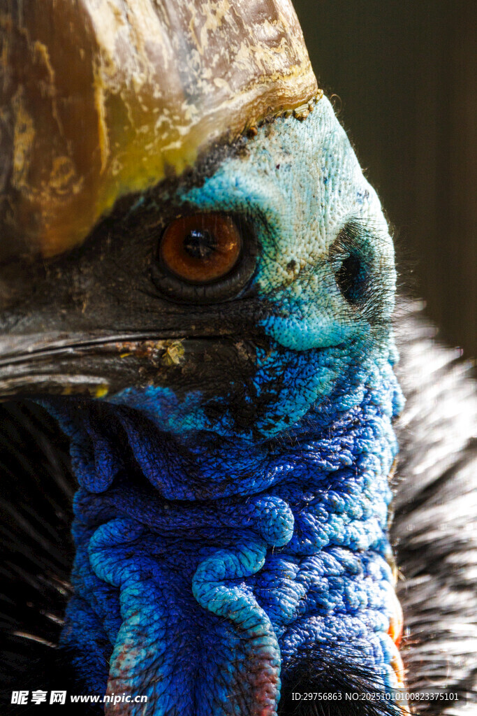 奇异蓝羽鸟特写