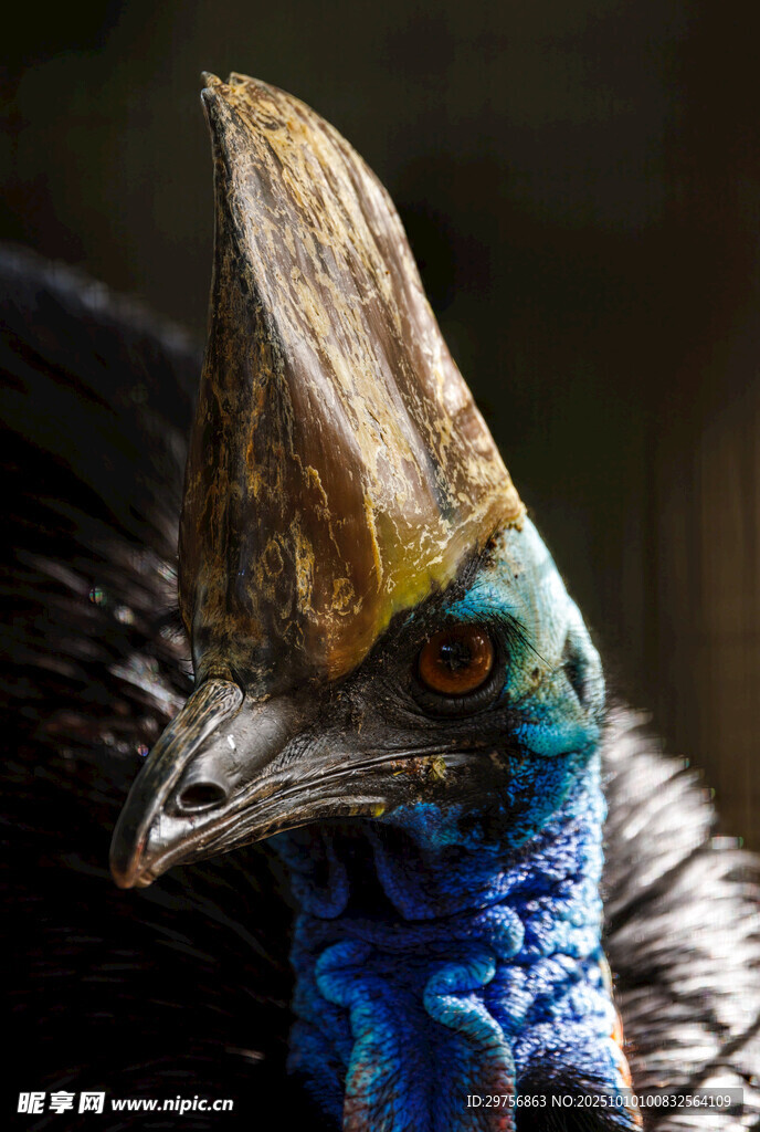 独特冠羽的奇异鸟类