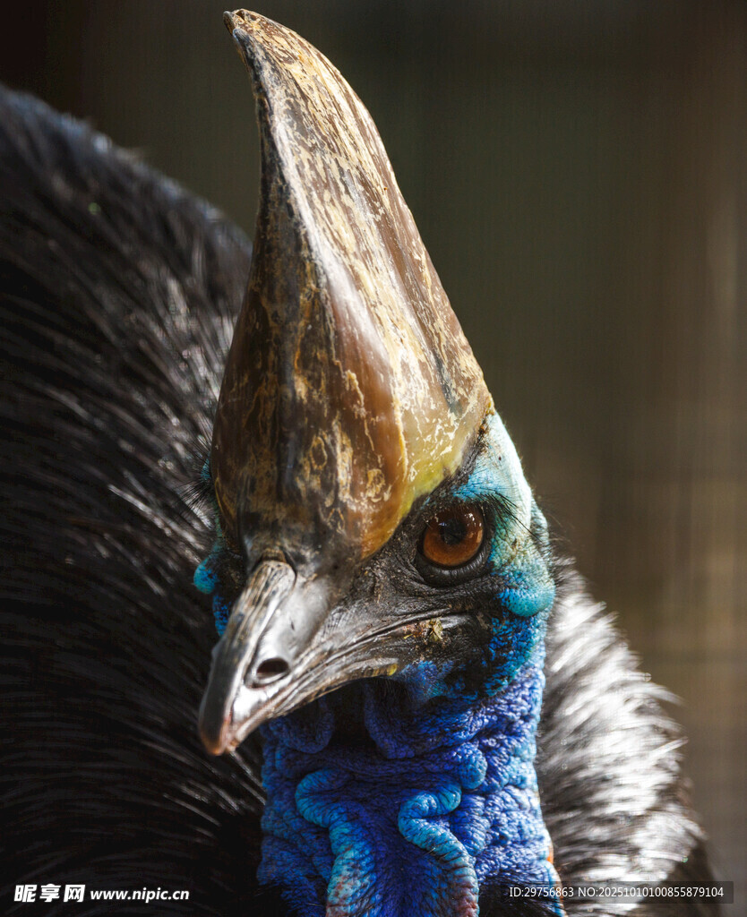奇异冠羽的独特鸟类