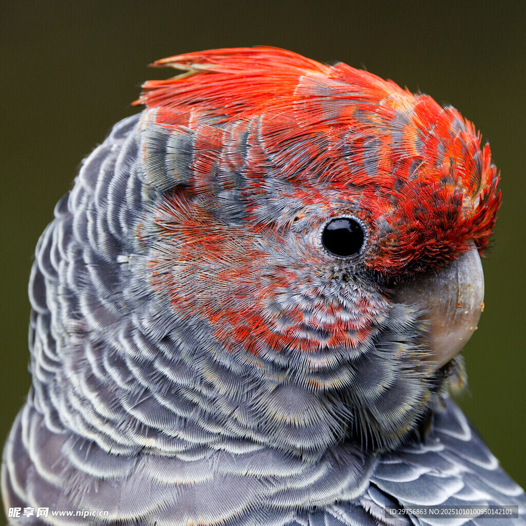 红冠灰鹦鹉特写