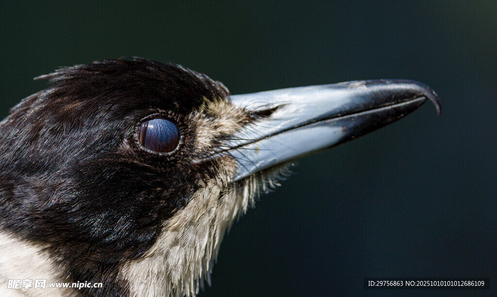 黑白鸟特写