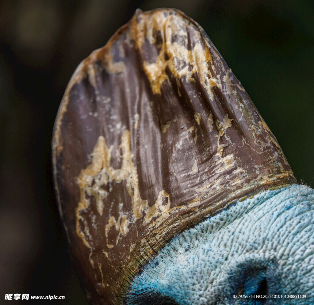 奇异生物头部特写