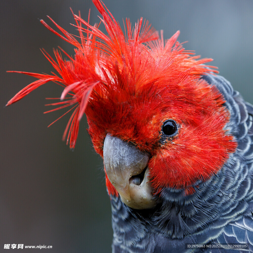 红羽凤头鹦鹉特写