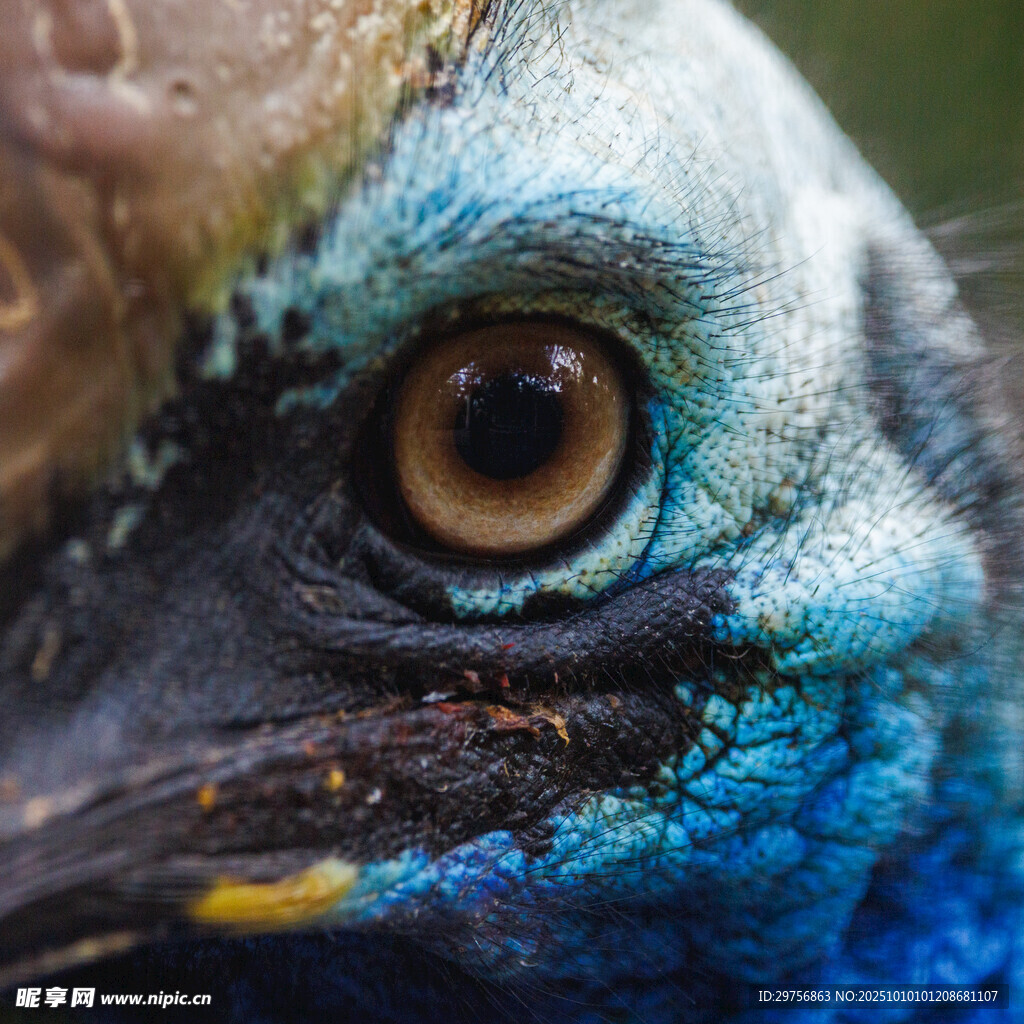 孔雀眼部特写