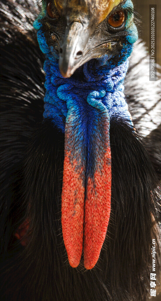 色彩斑斓的奇特鸟类