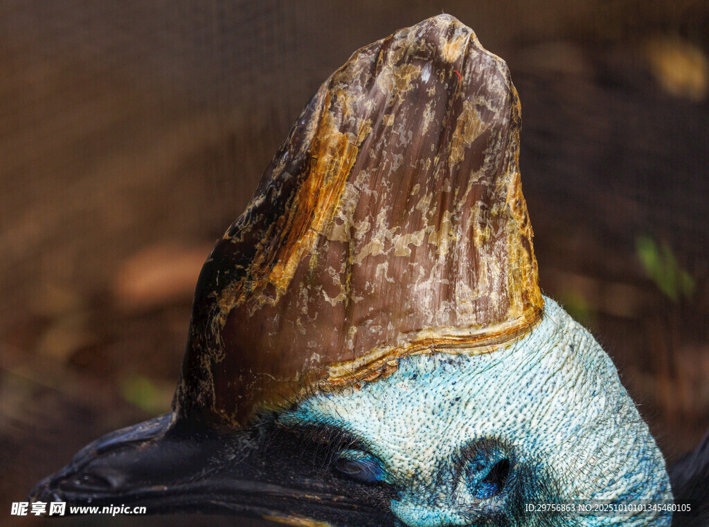 奇异鸟类头部细节