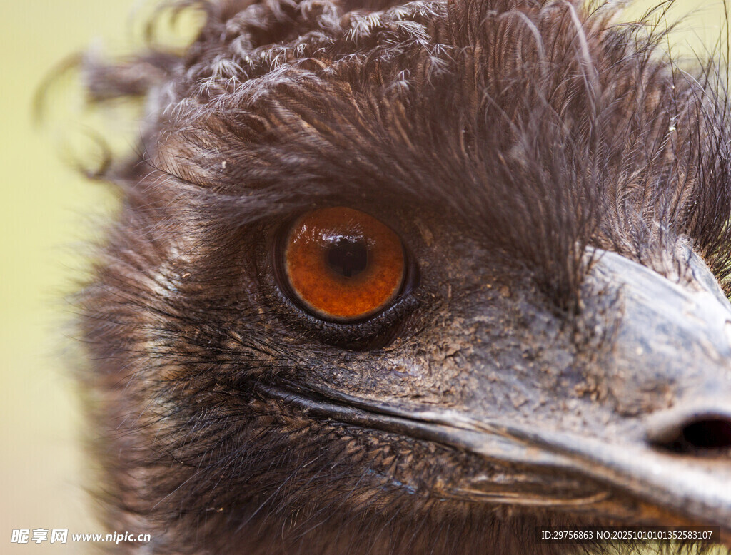 炯炯有神的红眼睛