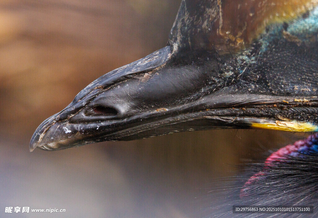 多彩奇异鸟喙特写