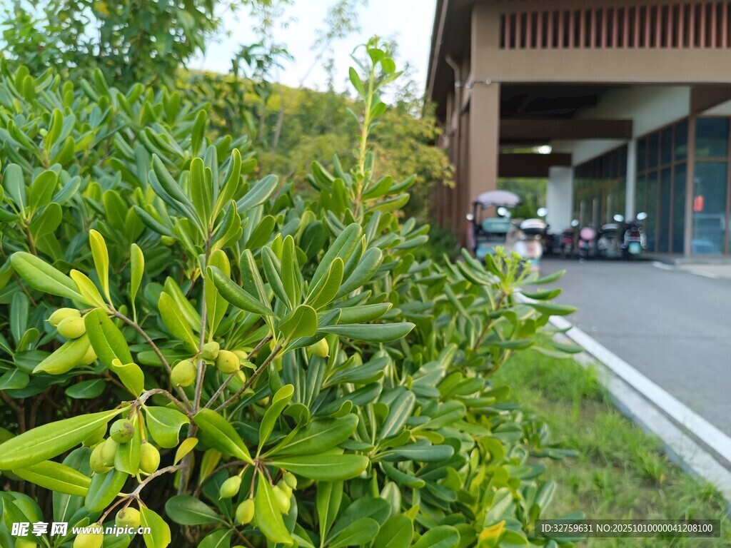 路边绿植与建筑物景观