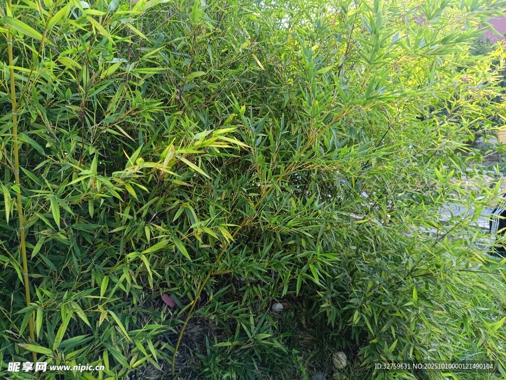 翠绿繁茂的竹林景观