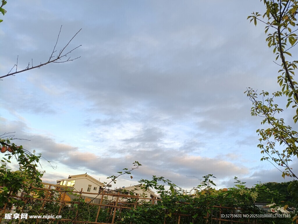 黄昏下的绿植与天空景色