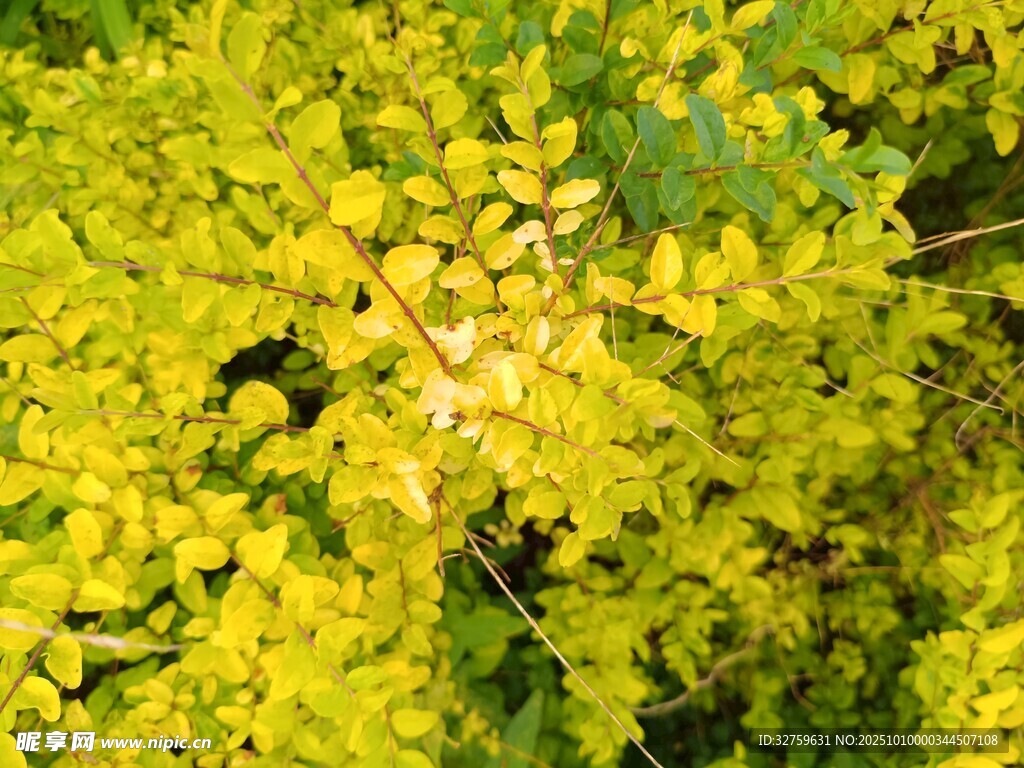 金黄树叶展现盎然生机