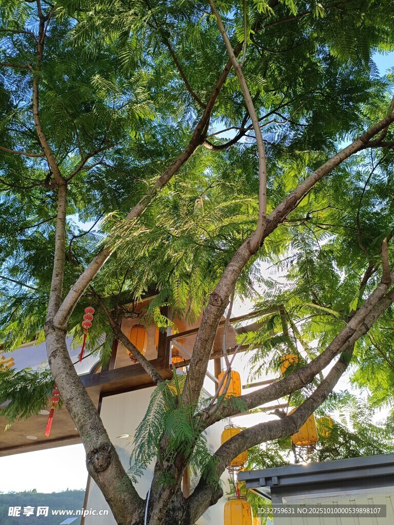 庭院中繁茂绿树与建筑