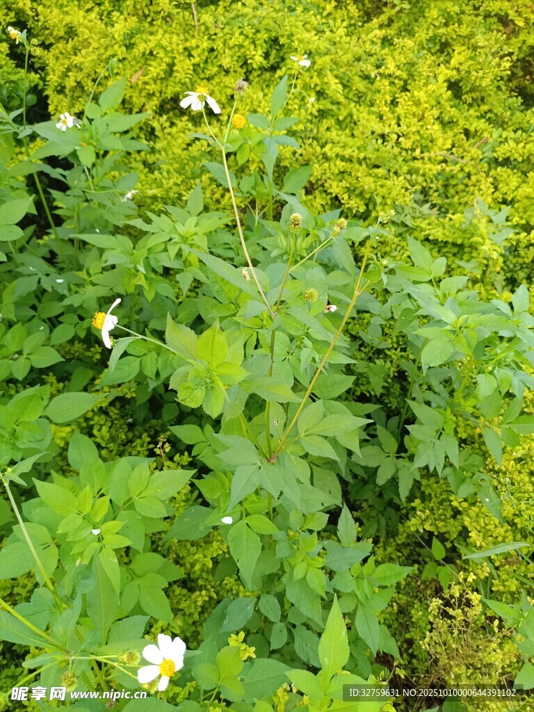 绿叶丛中绽放的白色小花