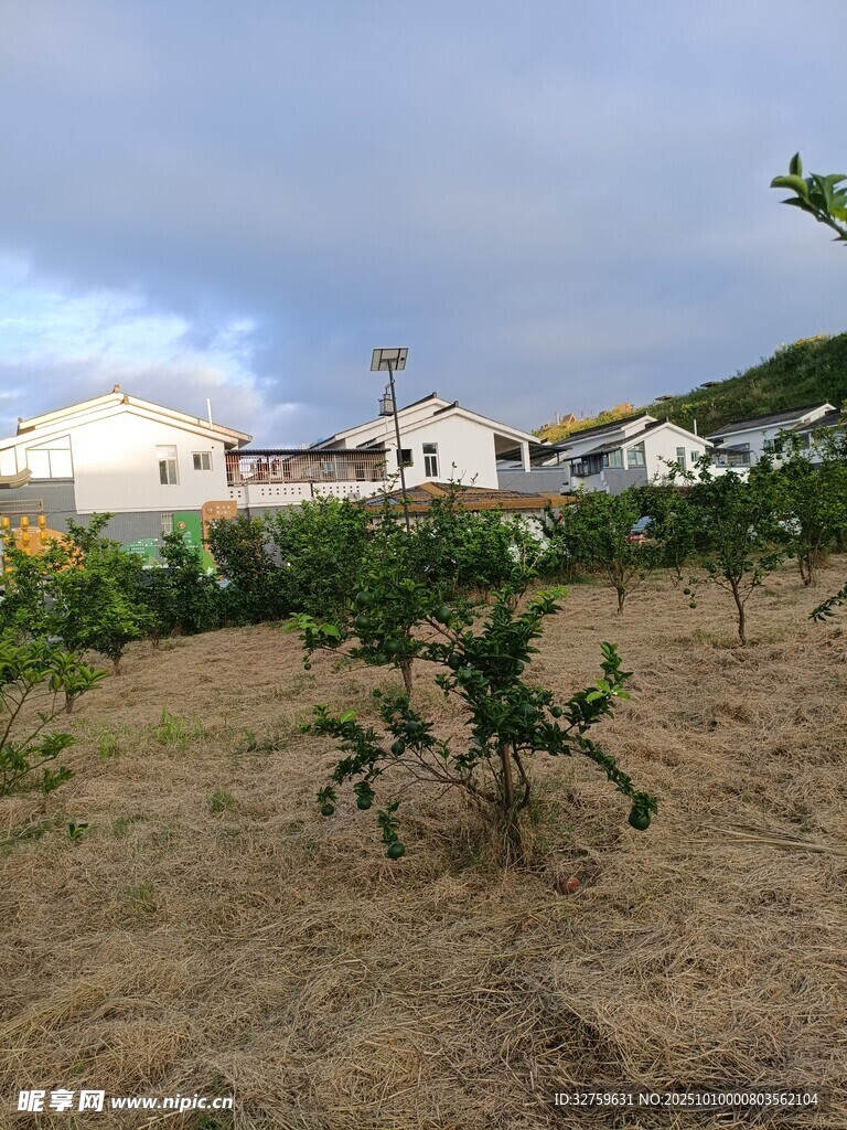 乡村农田果树与房屋景象