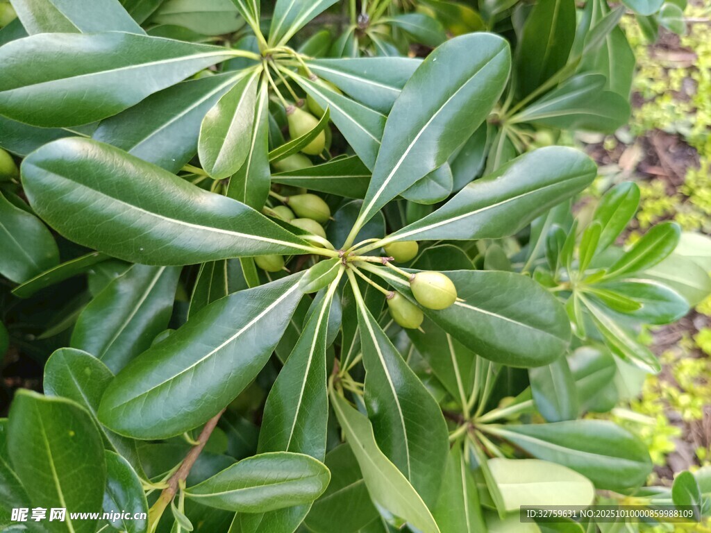 绿叶簇拥的海桐植物