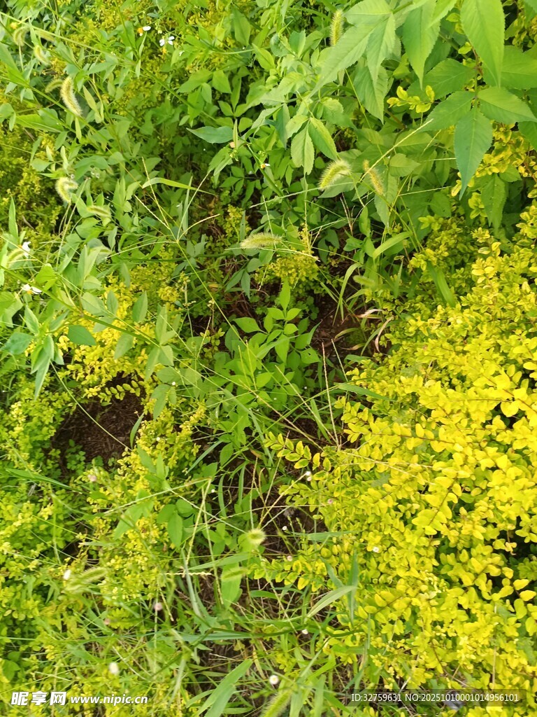 黄绿交织的繁茂植物景观
