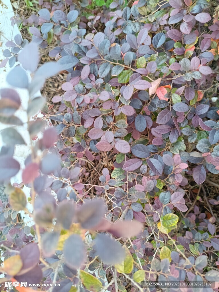 水面漂浮的多彩水生植物