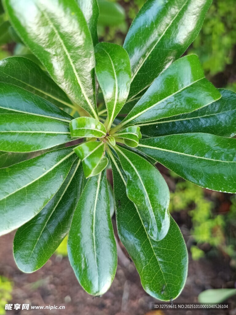 翠绿轮生叶片植物特写