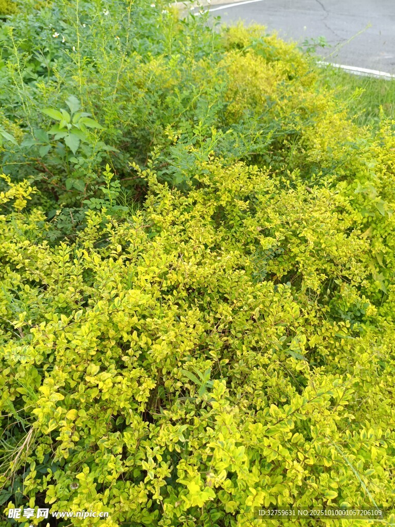 阳光下的翠绿灌木丛