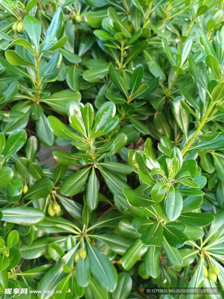 绿叶繁茂的灌木植物