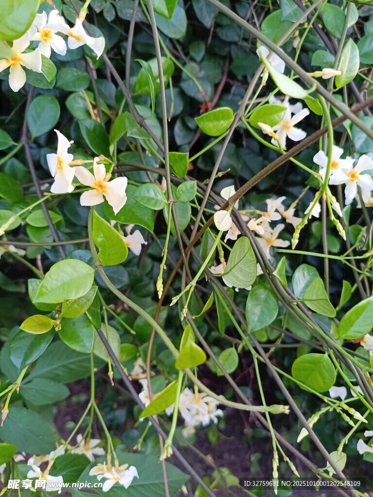 繁茂绿植间绽放的小白花