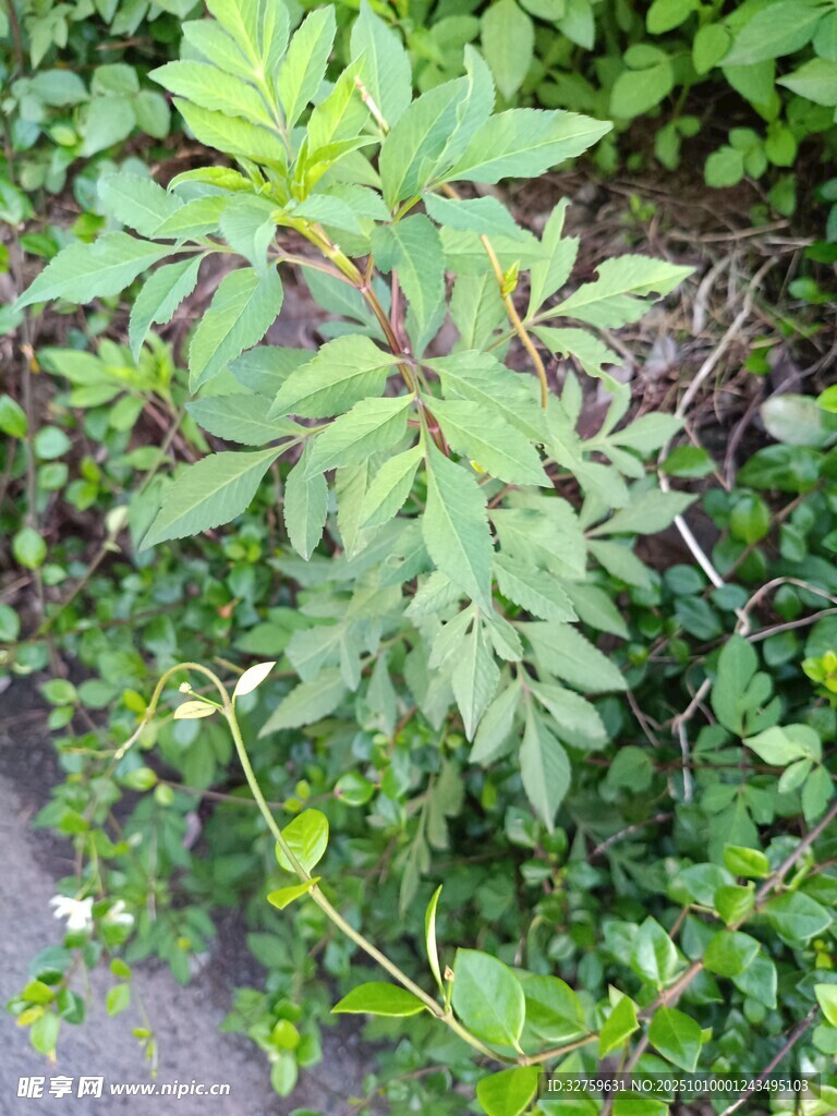 绿叶繁茂的野生植物