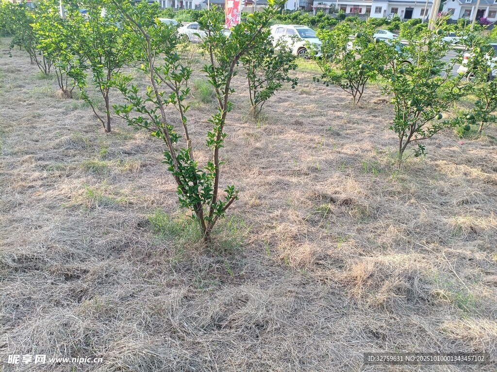 果园中的果树幼苗