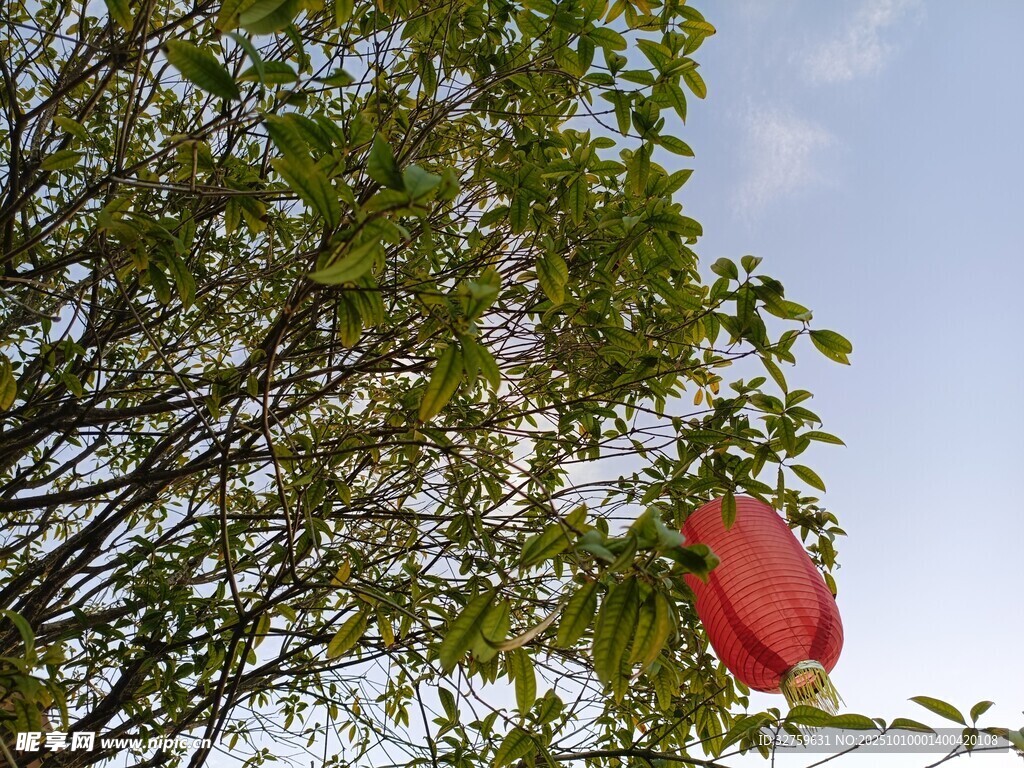 绿叶间的红色灯笼