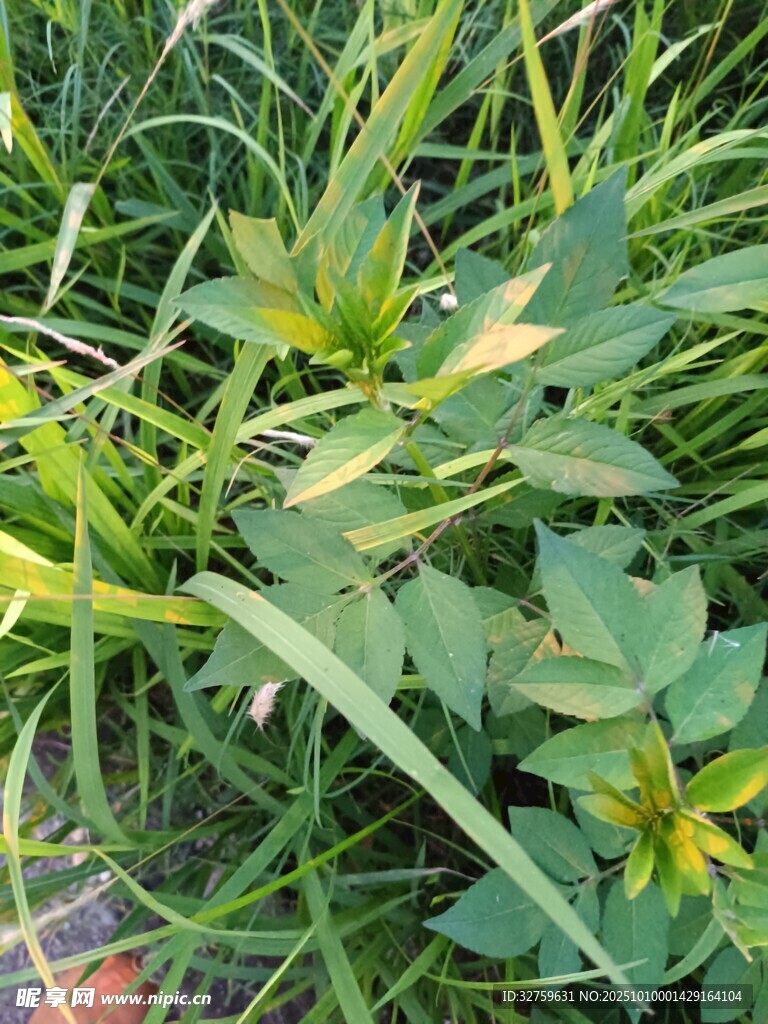 绿叶黄花的蓬勃植物