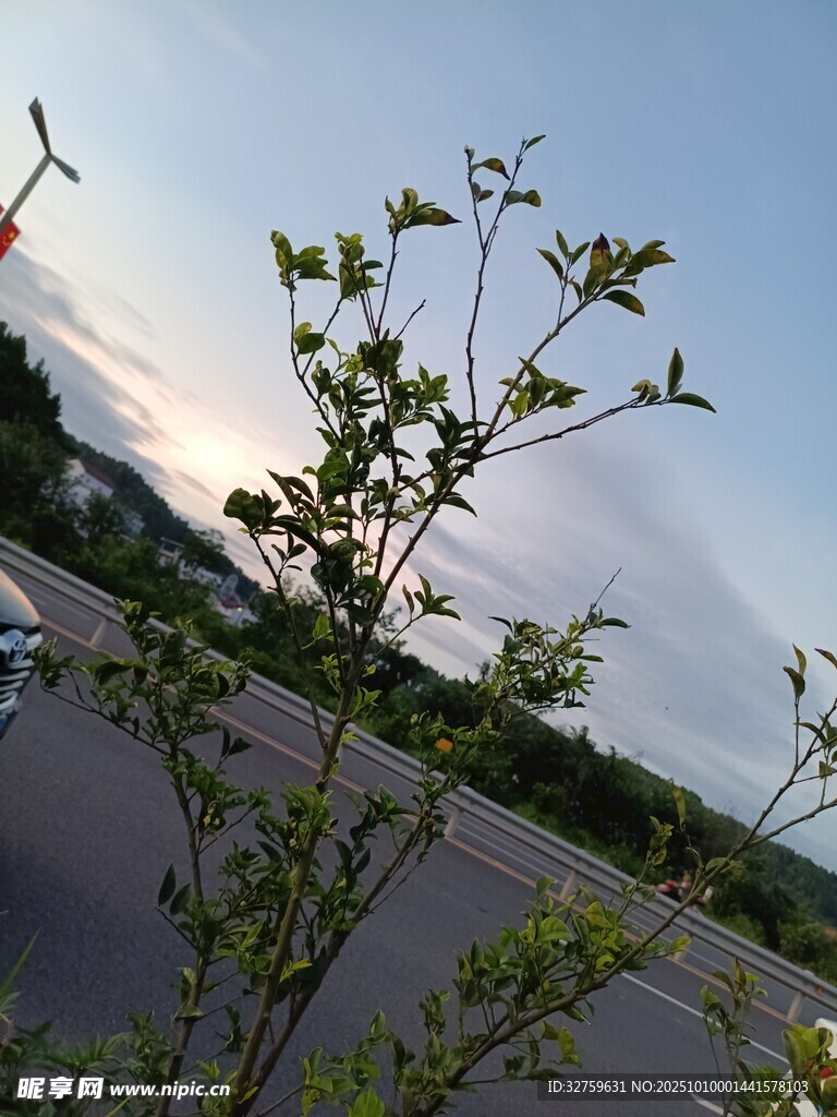 路边绿植映衬天空景色