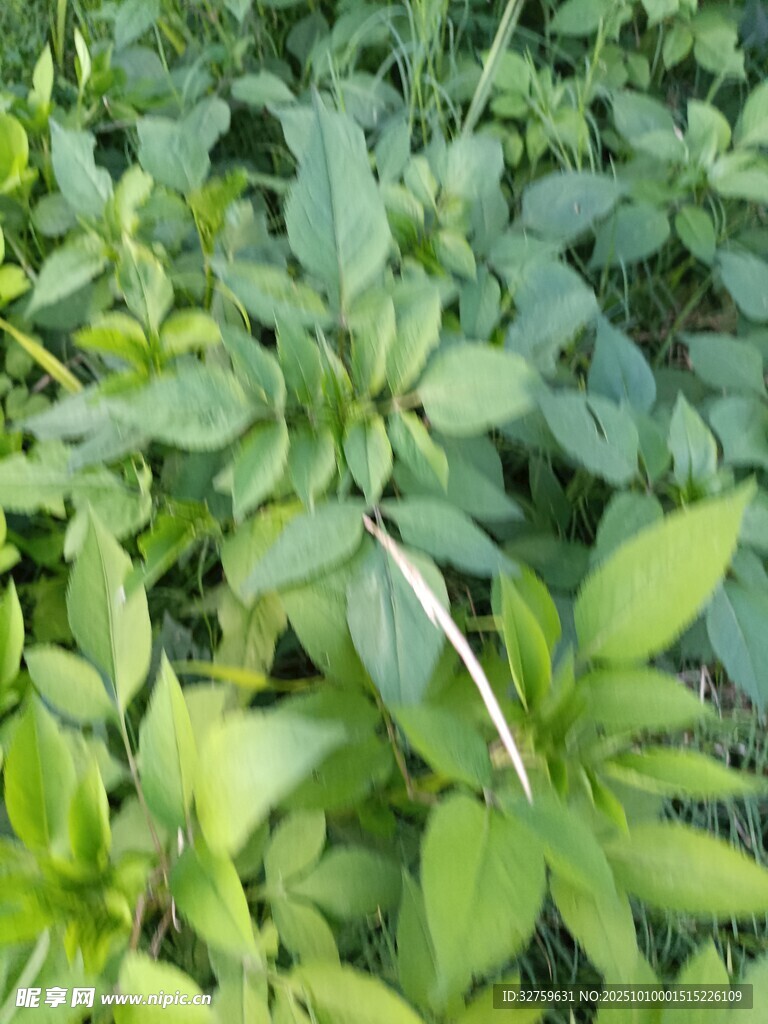 嫩绿繁茂的植物丛