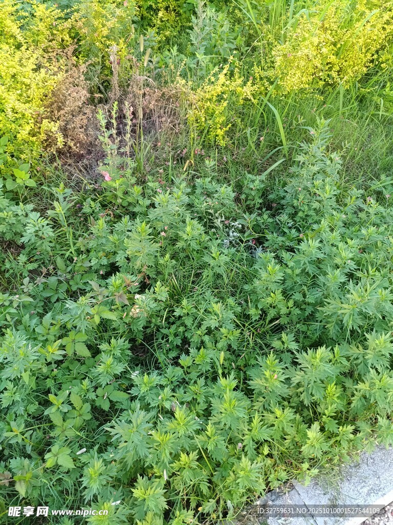 绿意盎然的路边植物景观